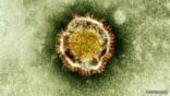 مخاوف من تحول كورونا إلى وباء بعد ارتفاع الوفيات إلى 21 شخصاً