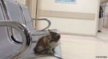مواطن يرصد قطة على مقاعد انتظار طواريء مستشفى عفيف العام