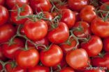 الصيف يرفع أسعار “الطماطم” وتوقعات بوصولها 80 ريالاً