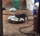 إغلاق مطعم بعد تداول صورة لـ”قط” يأكل في أطباق إعداد الطعام