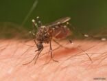 لمكافحة الملاريا.. عقار يسمم البعوض عند مصّ الدم من البشر