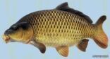 “الزراعة” تحظر إستيراد أسماك المبروك الحية من النمسا