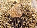 منح "الزراعة" صلاحية استيراد وتصدير النحل