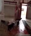 بالفيديو.. كلب ضال يأكل من ذبيحة بأحد مسالخ الزلفي.. والبلدية تستبدل الطبيب البيطري