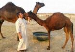 وكيل وزارة الزراعة: نأسف لتعمد البعض “تقبيل الإبل”