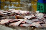 جمعية الصيادين: تسرب أسماك سامة ومخدرة لسوق القطيف