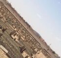 “إبل سائبة” تتجول في مقبرة عفيف ومواطنون يطالبون البلدية بالعناية بها