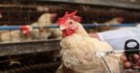 الزراعة: لم يثبت ظهور أنفلونزا الطيور بمناطق المملكة