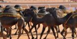 “هيئة الترفيه”: “مزايين الإبل” ليست مستثناة من خططنا خلال الفترة المقبلة