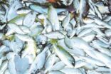 “البيئة”: سلامة الثروة السمكية في شواطئ المملكة على الخليج