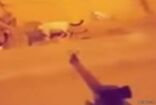 القبض على مطلق النار على القطط بمحافظة جدة