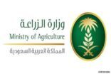 مدير صندوق التنمية الزراعية : “صندوق التنمية الوطني” سيدعم تحقيق الإستراتيجية الزراعية في المملكة