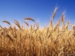 مصادر: “الزراعة” تتجه لإعادة السماح بزراعة القمح وشرائه من المزارعين