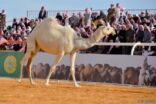 حظر الشيلات والأشعار ذات النعرات القبلية في مهرجان الملك عبدالعزيز للإبل