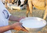 توجيهات عليا لمكافحة البيع العشوائي لحليب الإبل وضبط المخالفين ومحاسبتهم