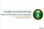 “البيئة” تعلن شروط وضوابط تصدير المنتجات المصنعة من البطاطس والذرة