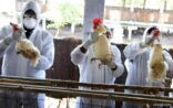“البيئة”: لا إصابات بأنفلونزا الطيور خلال 48 ساعة.. وبدء مرحلة التقصي النشط بكامل المملكة