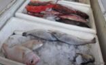 بينها تمكين الشباب السعودي من مهنة الصيد.. “الزراعة” تكشف عن خطط لرفع الإنتاج المحلي للأسماك