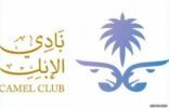 نادي الإبل يعلن عن فئات مهرجان الملك عبد العزيز الرابع للإبل