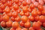 «الإحصاءات»: ارتفاع أسعار المنتجات الزراعية.. والطماطم الأعلى بـ 43 %