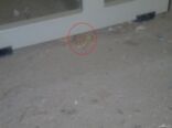 (بالصور) ثعبان يقتحم مدرسة الهرانيه للبنات