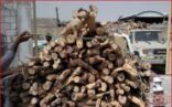 على الرغم من قرار بمنع بيع الحطب: باعة في عفيف يعرضون كميات منه والأسعار تبدأ من 600 ريال لشحنة الدادسون