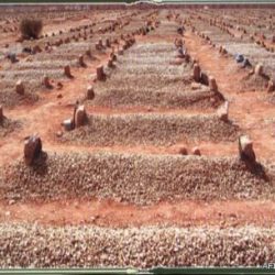 الصلاه على جنازة  ??الصياد ?? بعد صلاة ظهر اليوم