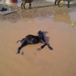 التربية توجه بالإلتزام بعدم نشر أو توقيع بيانات تناهض سياسة الوزارة