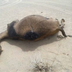 تحاليل مخبرية تثبت خطورة مياه معدنية بالأسواق غير صالحة للاستهلاك