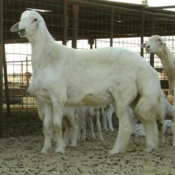 المكتب التعاوني ينظم رحلات عمرة مجانية طيلة ايام رمضان المتبقية للمقيمين  بمختلف جنسياتهم