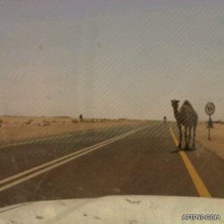 العساف : الهلاليون يخشون من رؤية «فانيلة» النصر