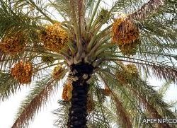 شفاعة صاحب السمو الملكي الأمير تركي بن عبدالله بن عبدالعزيز آل سعود تؤجل قصاص الشاب أحمد القسامي شهر