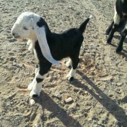 ?التربية?: خطة لتخفيض كثافة الطلاب والطالبات في الفصول