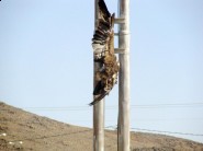 مصــــادرة ( 90000) بيضة لسوء النقل والتحميـل