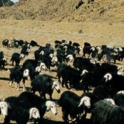 نزاهة : خطة توعوية في المدارس للتحذير من الفساد