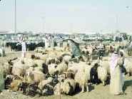 البلدية تجهز المسلخ لاستيعاب 1000 رأس يومياُ