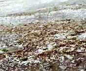 عقوبة منتظرة للمنتخب بسبب تصرف النمشان الفردي من قبل الفيفا