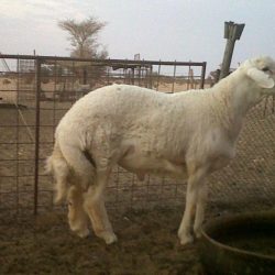 3000 معلم ومعلمة يباشرون أعمالهم بتعليم عفيف