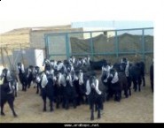 تعليم عفيف للبنين يمنح مشرفيه أجهزة محمول