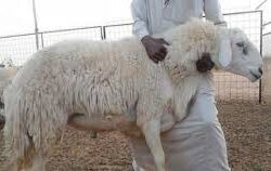 سمو ولي العهد يجتمع بسمو ولي عهد أبوظبي ويستعرضان العلاقات الأخوية وأوجه التعاون الثنائي ومستجدات الأوضاع الإقليمية والدولية