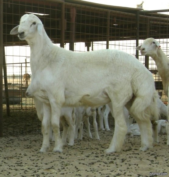 تعليم عفيف يعلن حاجته لكوادر تربوية إدارية للعمل مديرين ووكلاء بالمدارس