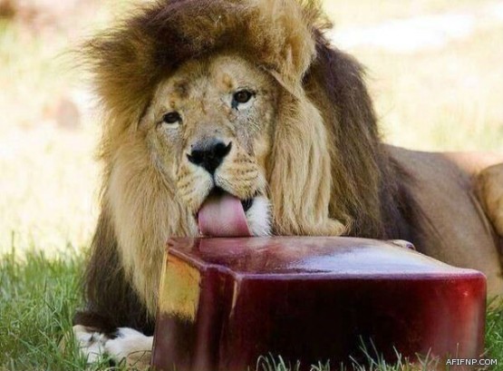 النصر يقترب من استعادة ديسلفا