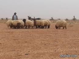 دوريات عفيف تلاحق المراهقين المخالفين لأنظمة السير في وقت متأخر من كل ليلة