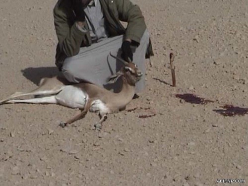 مغردون يناشدون بتحسين قبر في هضاب الشعب بعفيف