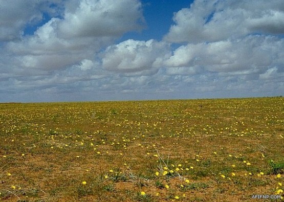 الاستخبارات تفتح باب القبول علي وظيفتيْ “جندي وجندي أول”