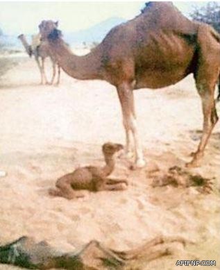 رئيس الهلال: أتحمل مسؤولية الخروج.. واللاعبون والمدرب أدوا ما عليهم