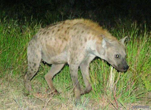 بالصور….وفد من تعليم عفيف يشارك في حفل وزارة التعليم للتميز