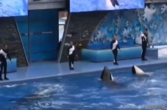 مواطن يتصل بالإسعاف للتبليغ عن حادث مروري فيصدم 7 من عائلة واحدة