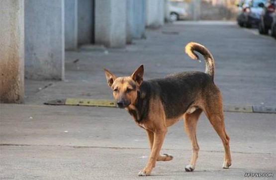 حالة الطقس المتوقعة اليوم الأربعاء في المملكة