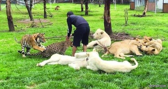 المنيع: رسوم الأراضي البيضاء زكاة.. ويجوز للدولة سحبها إذا منع الانتفاع بها